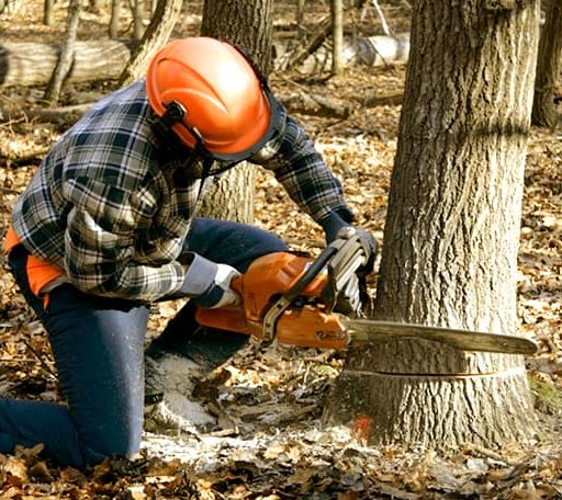 Tree Removal in Creighton, PA